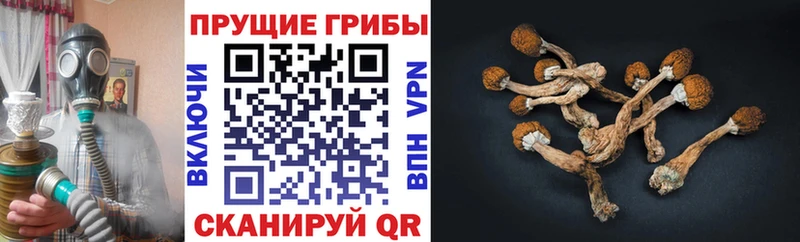что такое   Архангельск  Галлюциногенные грибы прущие грибы 